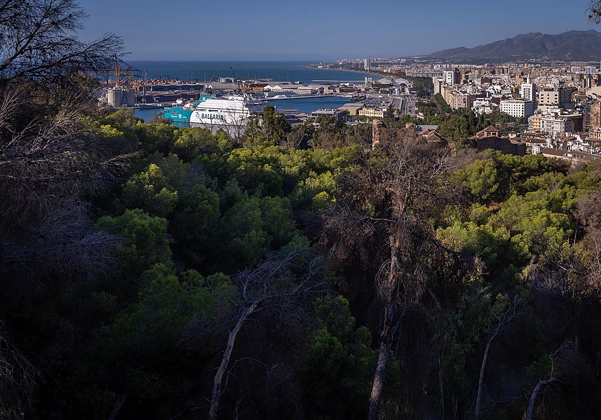 Das Bild des Gibralfaro-Hügels ist auch durch viele vertrocknete Bäume getrübt.