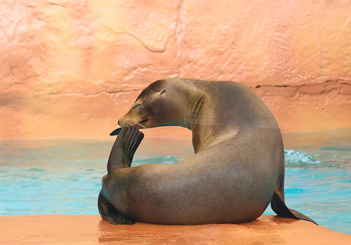 Eines der kalifornischen Seelöwenweibchen.