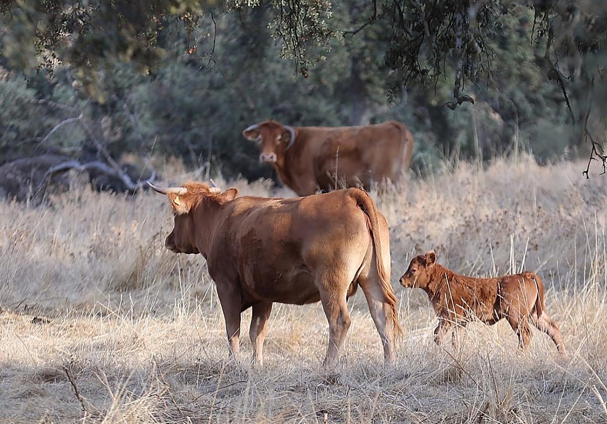 Auch ökologisch gehaltene Rinder erzeugen jede Menge Treibhausgase.