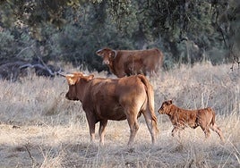 Auch ökologisch gehaltene Rinder erzeugen jede Menge Treibhausgase.