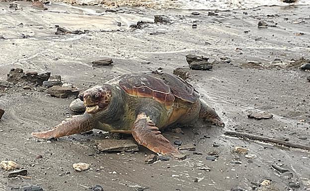 Kadaver einer Unechten Karettschildkröte in Málaga gefunden.