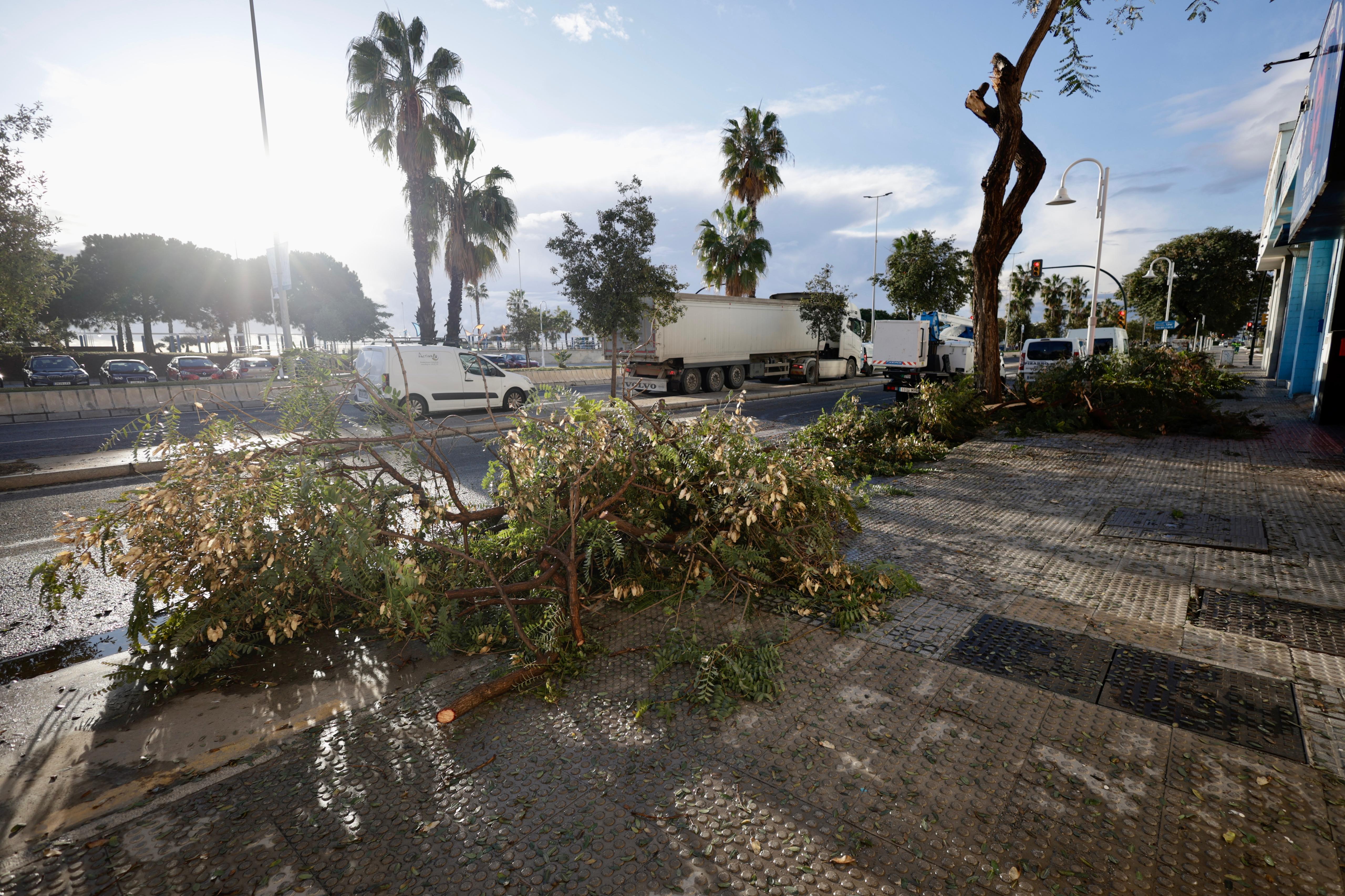 Trees have fallen in the area of calle Pacífico de la capital