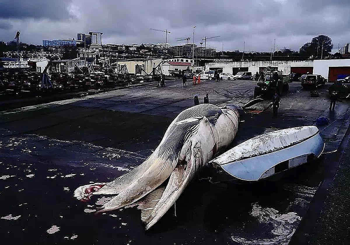 Imagen principal - Spektakuläre Operation zur Bergung eines in La Coruña gestrandeten 25-Meter-Wals
