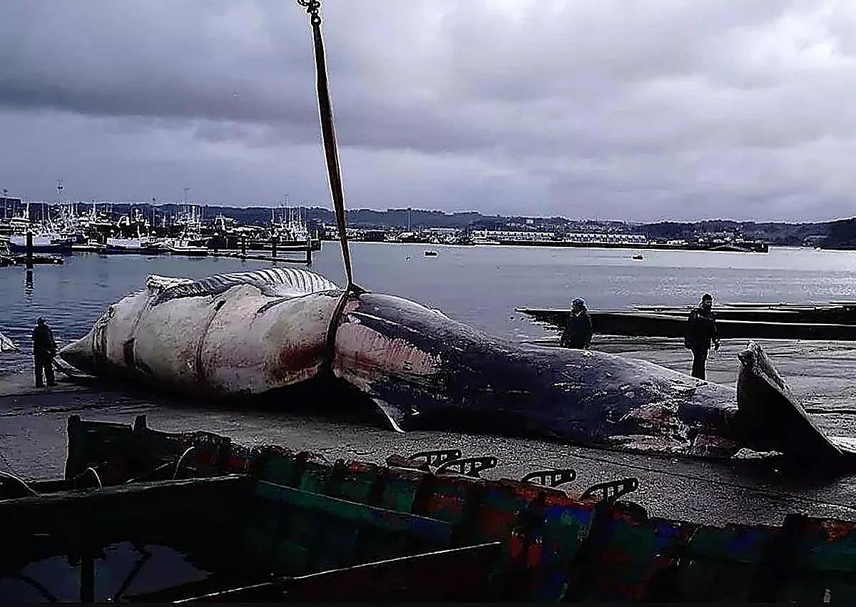 Imagen secundaria 1 - Spektakuläre Operation zur Bergung eines in La Coruña gestrandeten 25-Meter-Wals