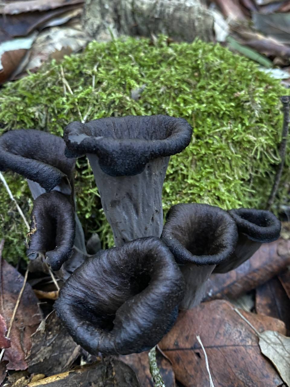 Black trumpet.