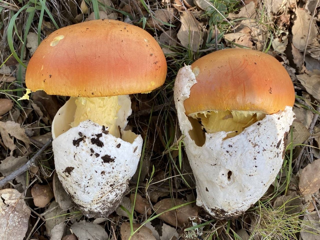 Caesar's mushroom.