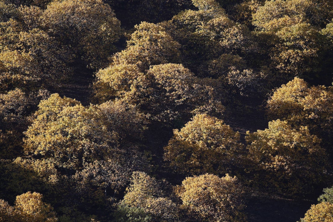 The autumn colours in the Genal Valley. 