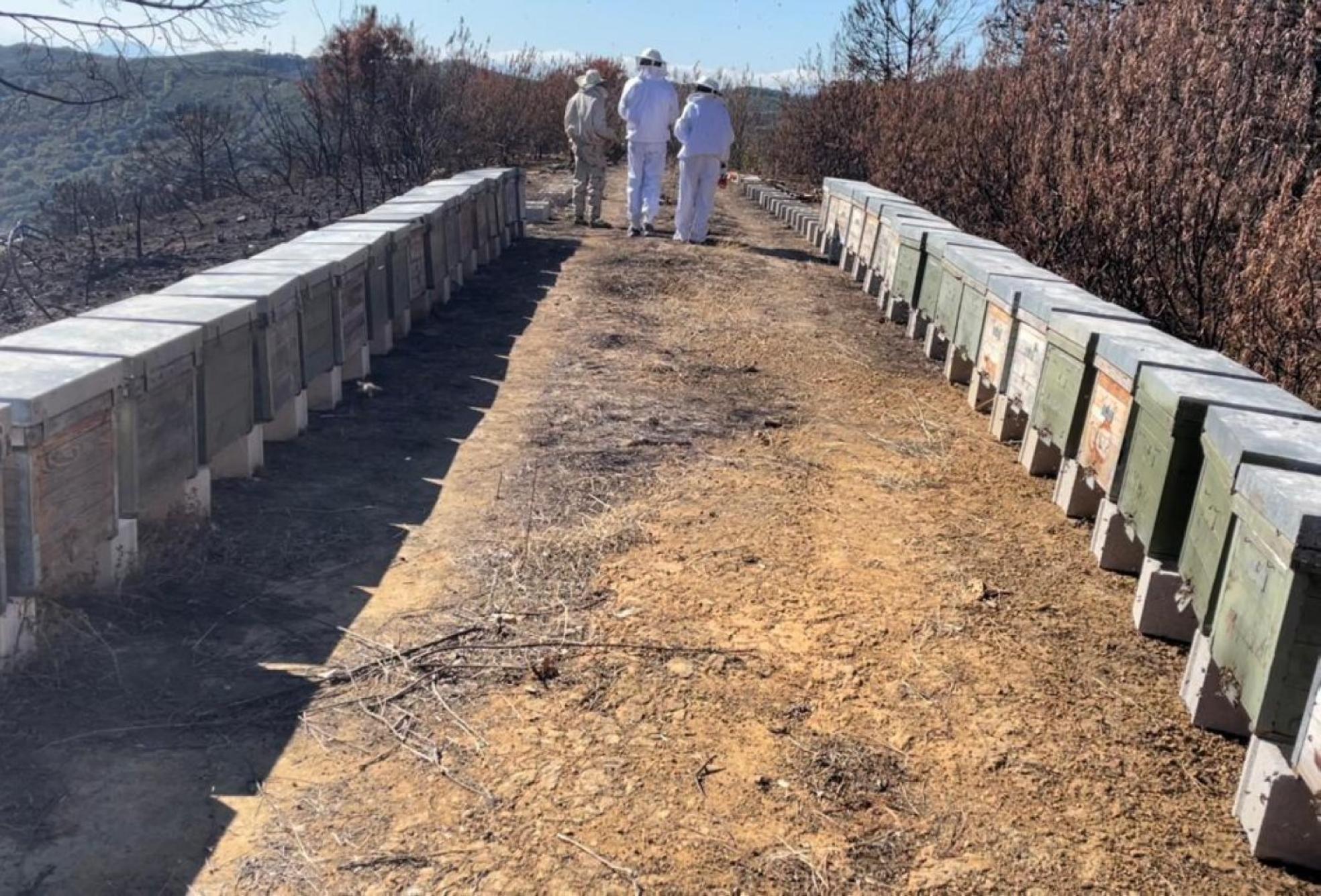 Some of the beehives next to one of the areas burned by the fire in the Sierra Bermeja. 