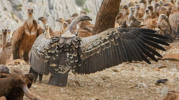 African vultures are migrating to Malaga