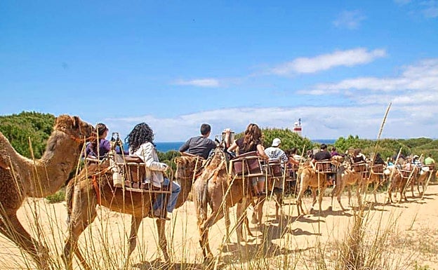 A caravan of camels in the Coto de Doñana. 