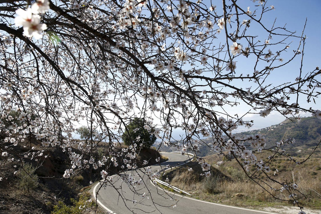 Blooming lovely... the almond trees in flower