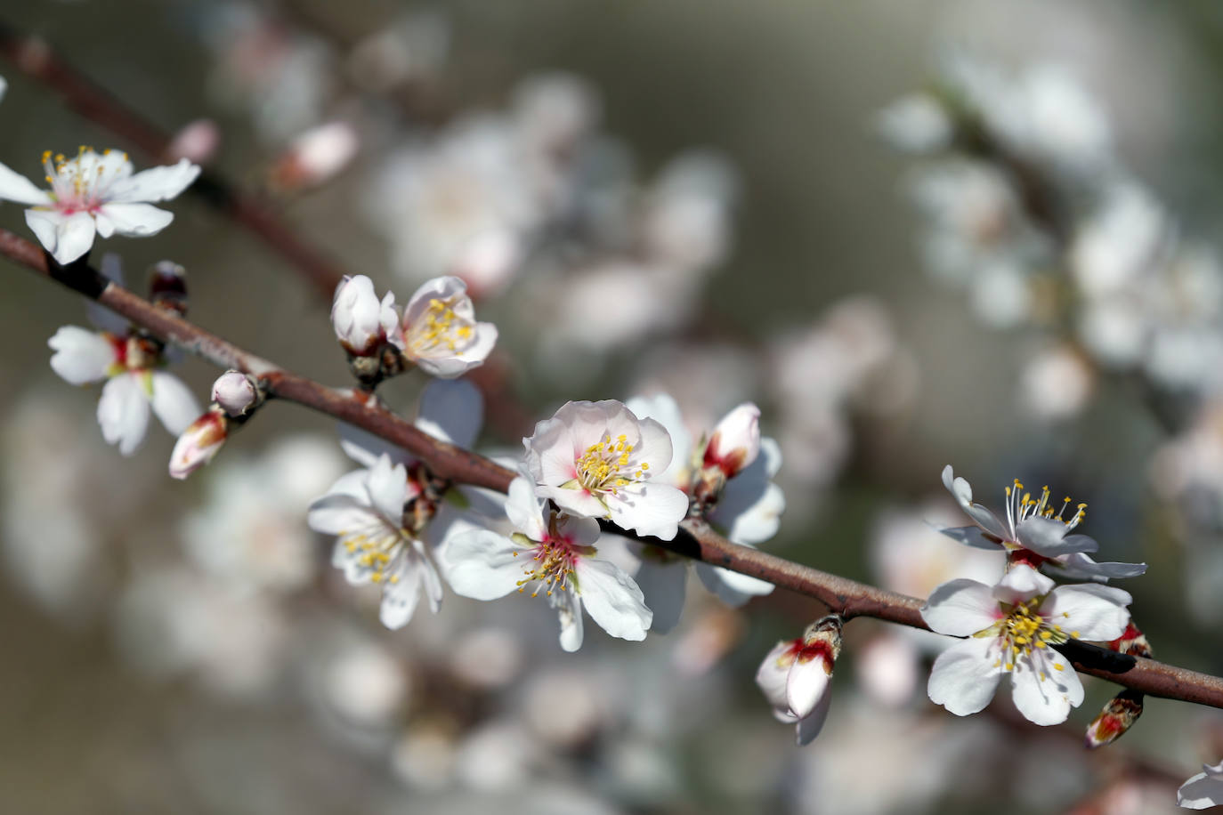 Blooming lovely... the almond trees in flower