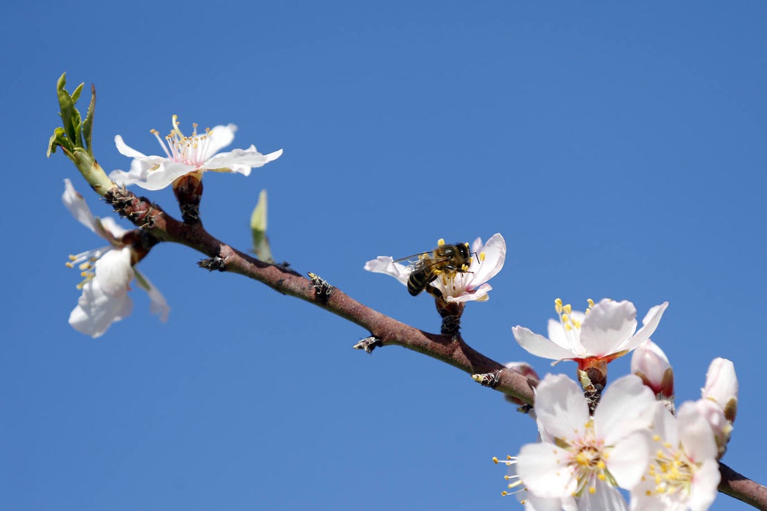 Blooming lovely... the almond trees in flower