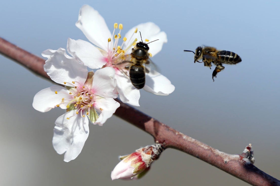 Blooming lovely... the almond trees in flower