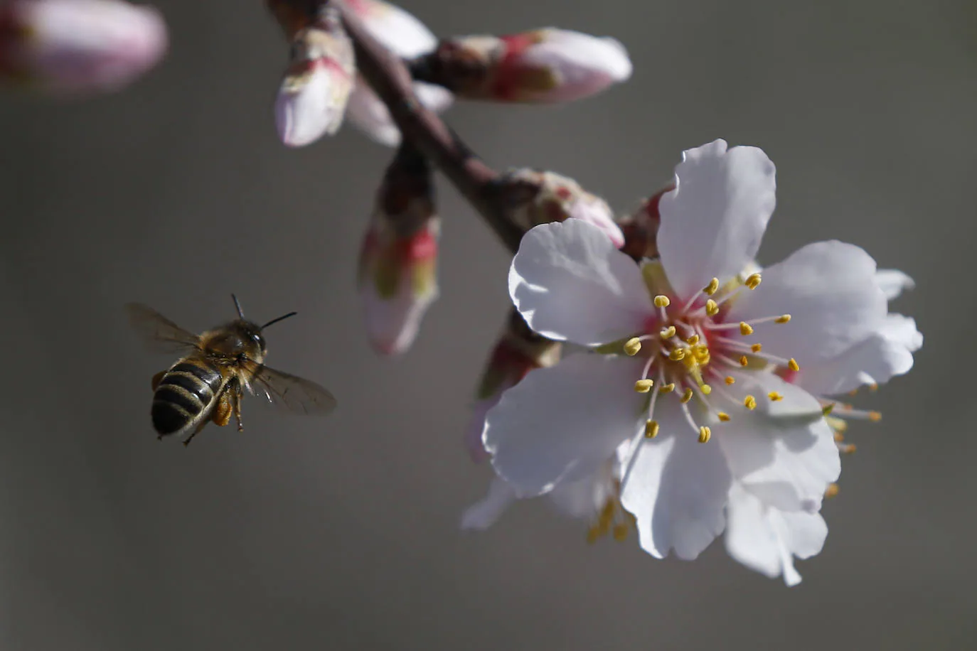 Blooming lovely... the almond trees in flower