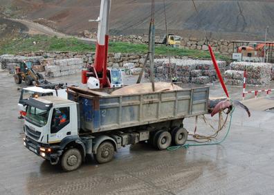 Imagen secundaria 1 - Dead whale in Estepona is removed and buried in a Costa del Sol landfill site