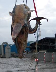 Imagen secundaria 2 - Dead whale in Estepona is removed and buried in a Costa del Sol landfill site