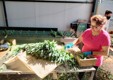 Imagen secundaria 1 - Tulip packaging at 'Flores Miranda'. 