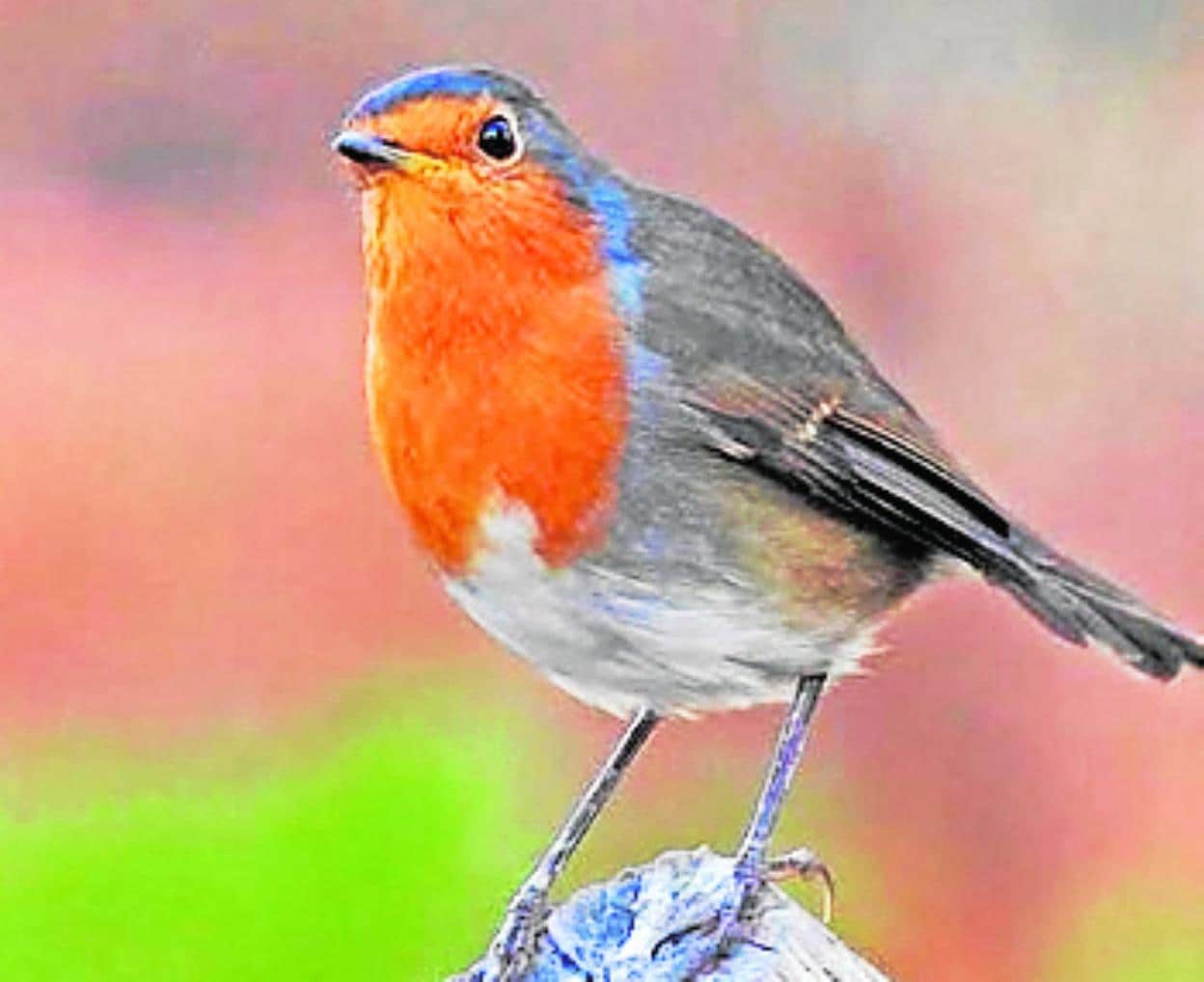 Birdwatch: the robin is one of our most familiar birds – yet it