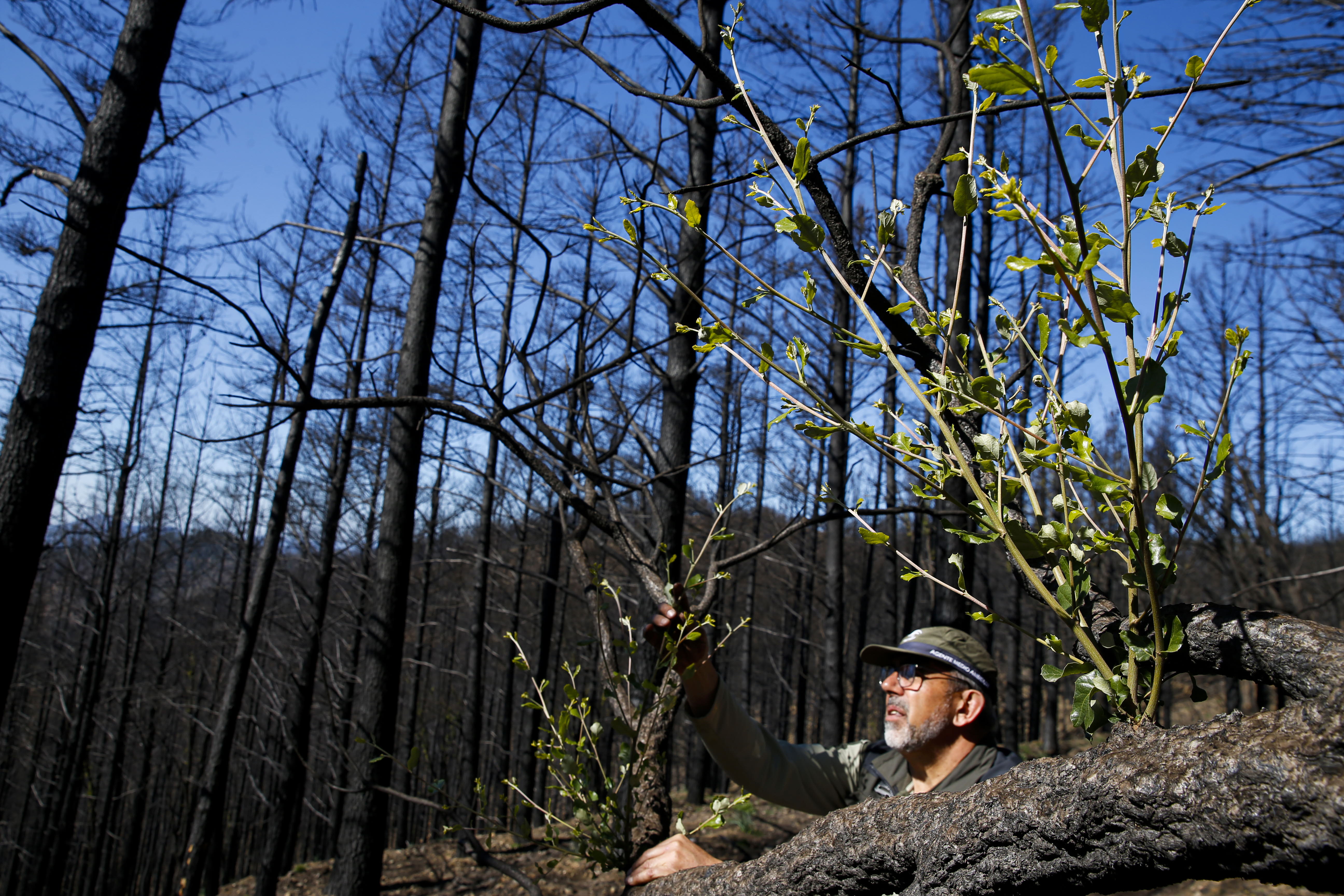 More than 9,000 hectares of woodland were destroyed by last year's fire. A visit to the area, six months later, shows how nature is starting to make a recovery in the Genal Valley