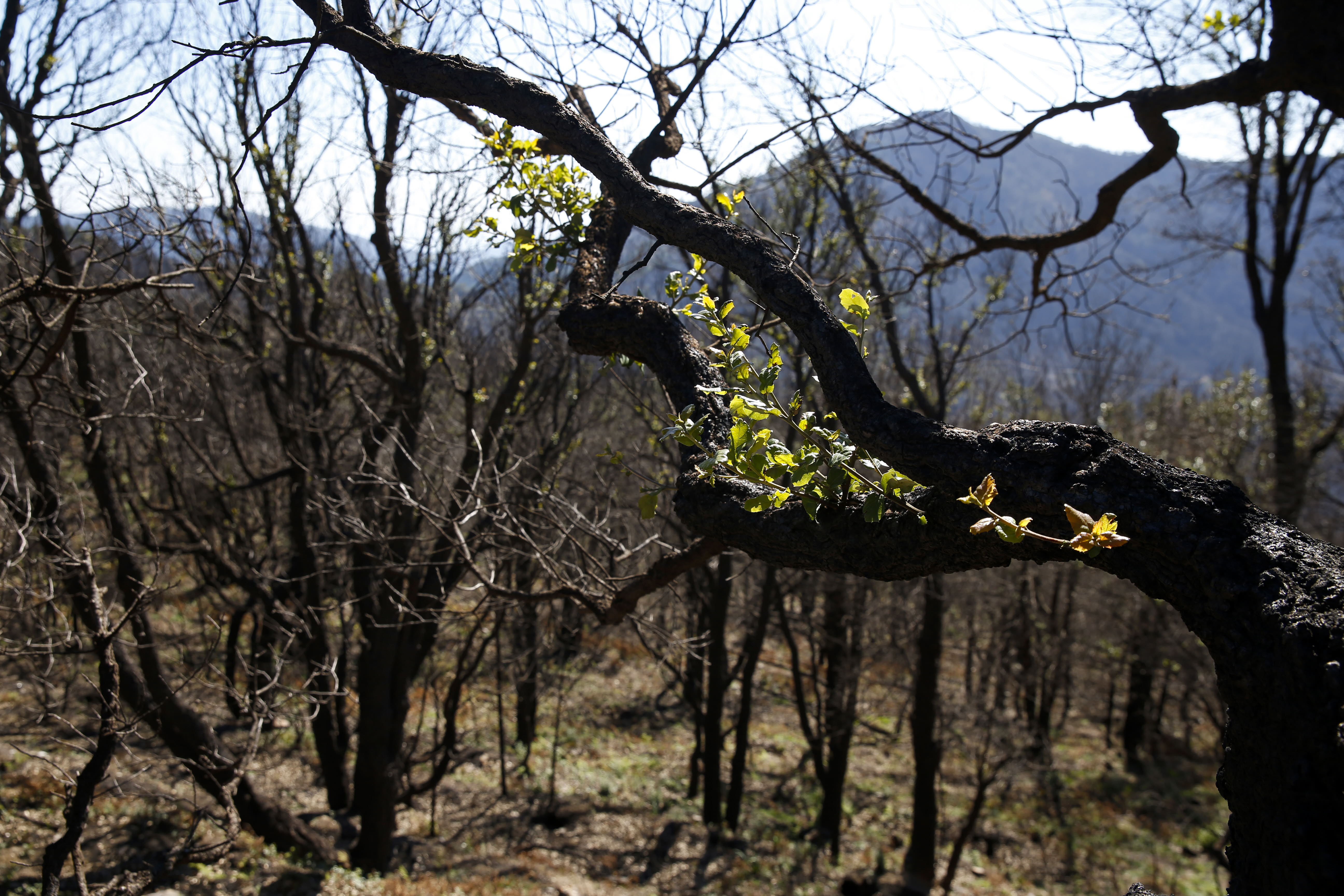 More than 9,000 hectares of woodland were destroyed by last year's fire. A visit to the area, six months later, shows how nature is starting to make a recovery in the Genal Valley