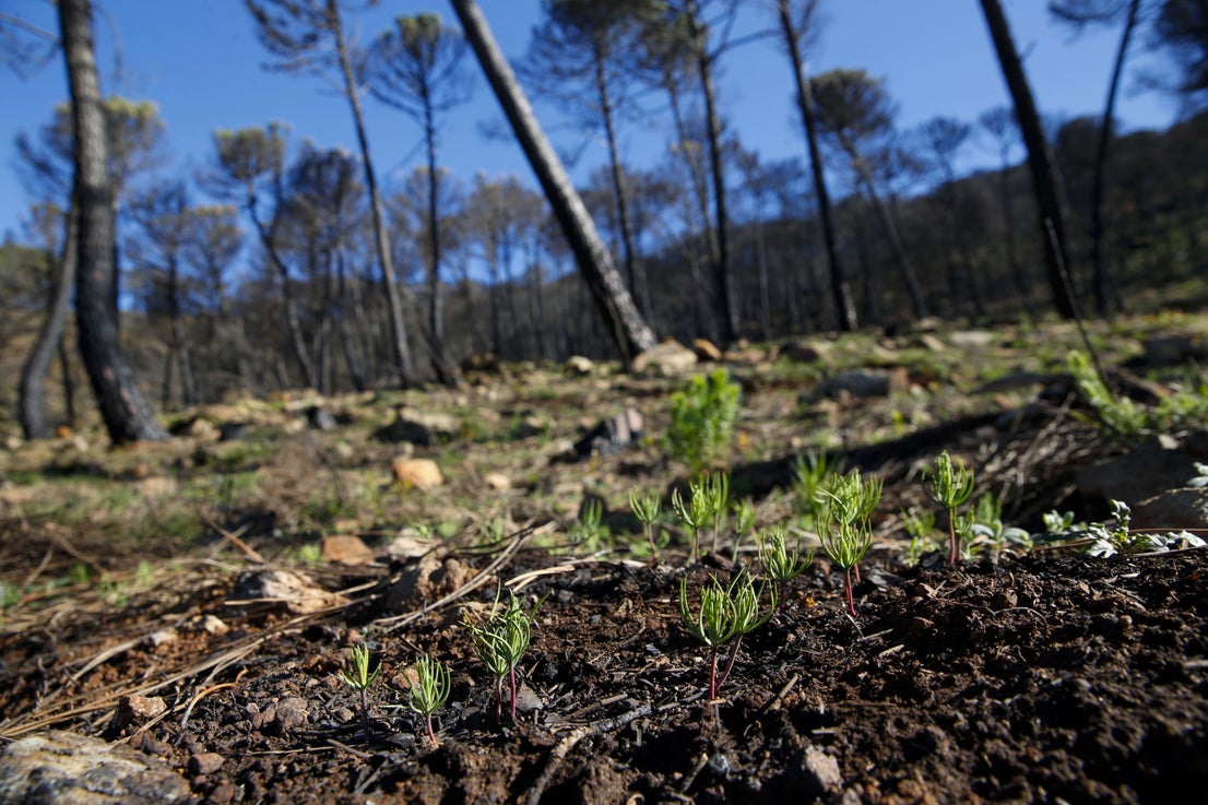 More than 9,000 hectares of woodland were destroyed by last year's fire. A visit to the area, six months later, shows how nature is starting to make a recovery in the Genal Valley
