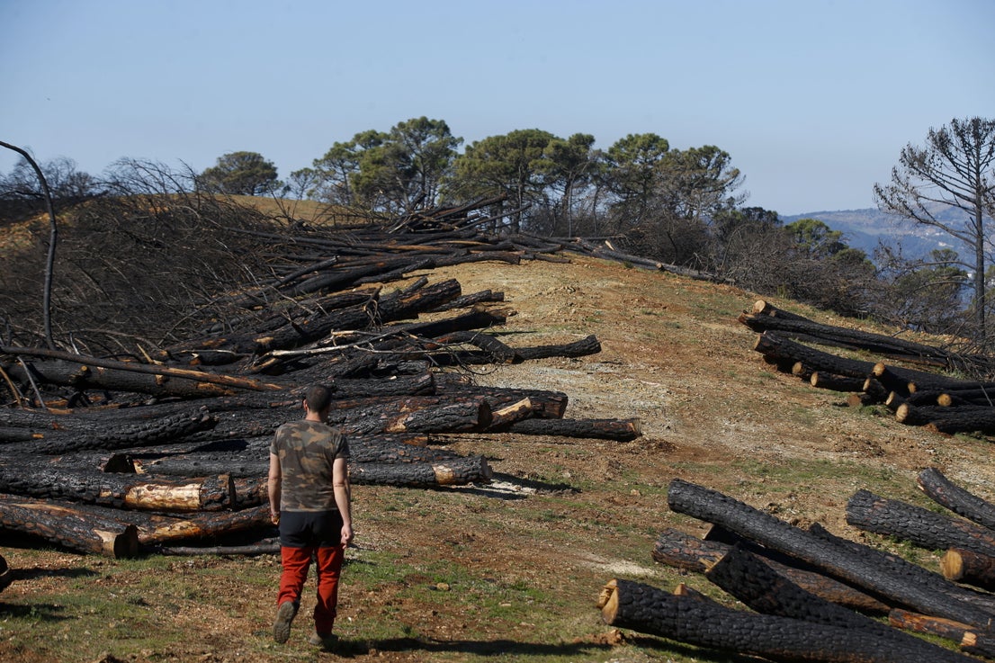 More than 9,000 hectares of woodland were destroyed by last year's fire. A visit to the area, six months later, shows how nature is starting to make a recovery in the Genal Valley