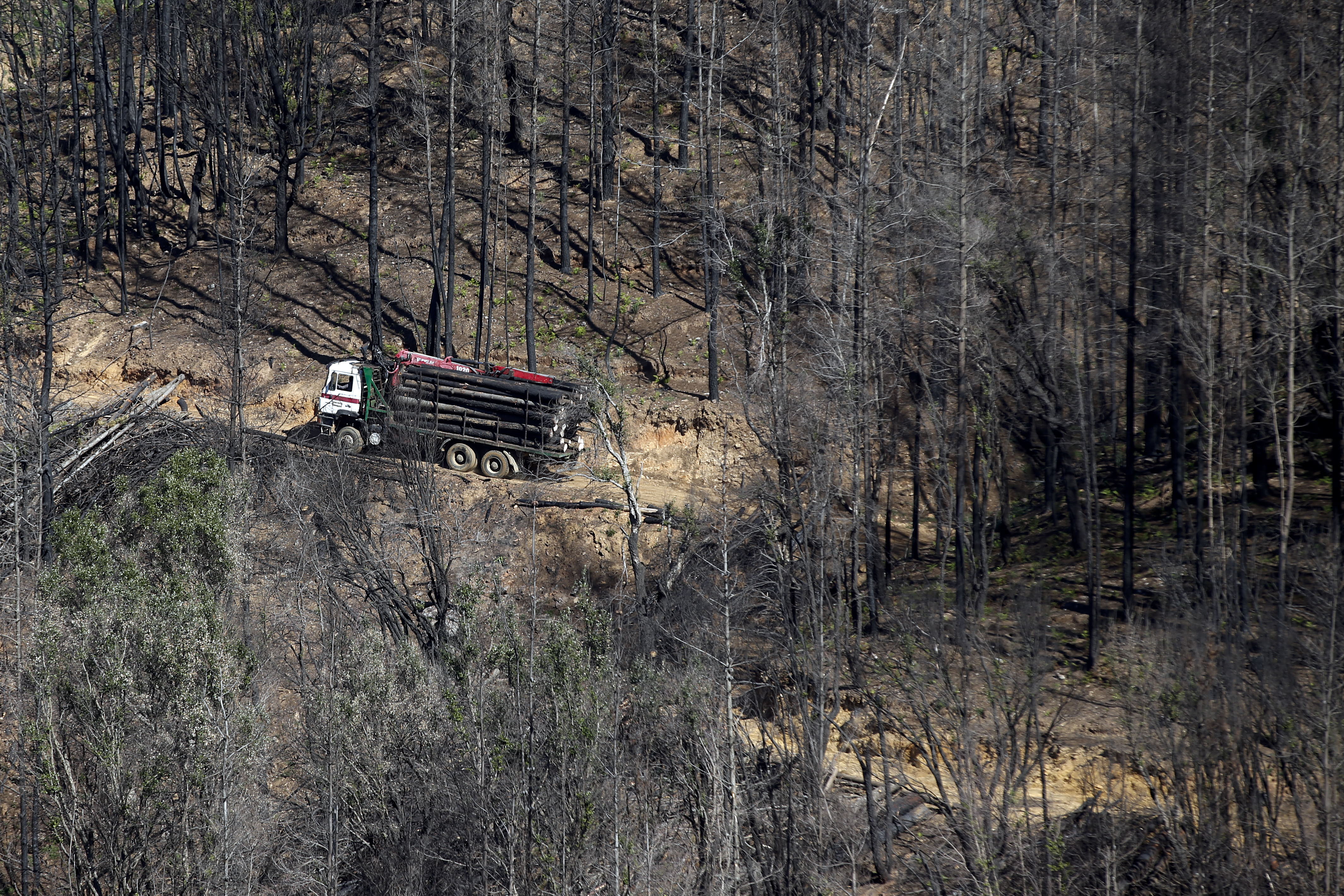 More than 9,000 hectares of woodland were destroyed by last year's fire. A visit to the area, six months later, shows how nature is starting to make a recovery in the Genal Valley