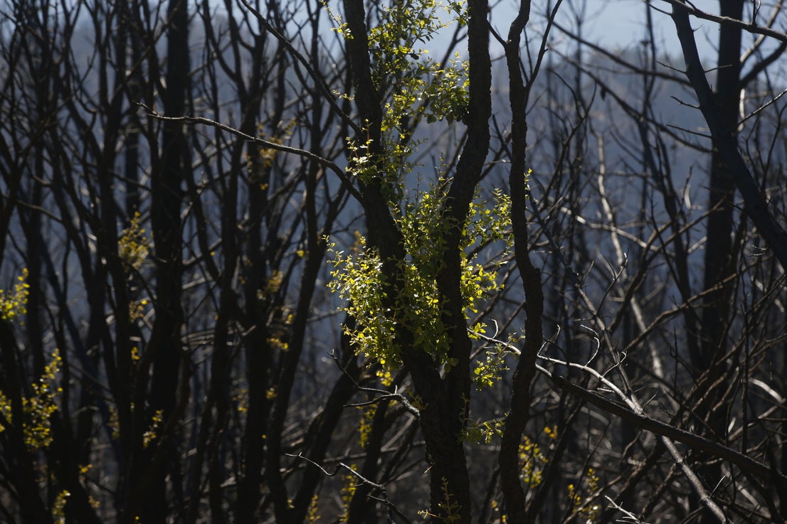 More than 9,000 hectares of woodland were destroyed by last year's fire. A visit to the area, six months later, shows how nature is starting to make a recovery in the Genal Valley