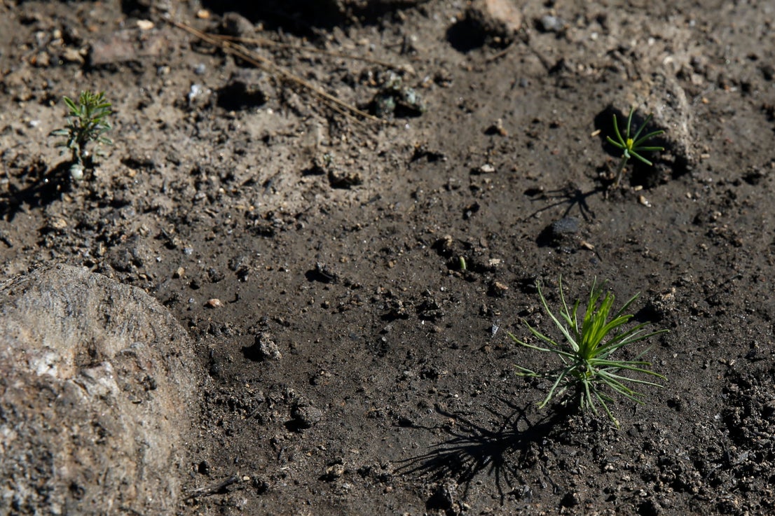 More than 9,000 hectares of woodland were destroyed by last year's fire. A visit to the area, six months later, shows how nature is starting to make a recovery in the Genal Valley