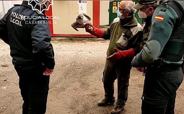 Police rescue injured falcon from road near Casabermeja