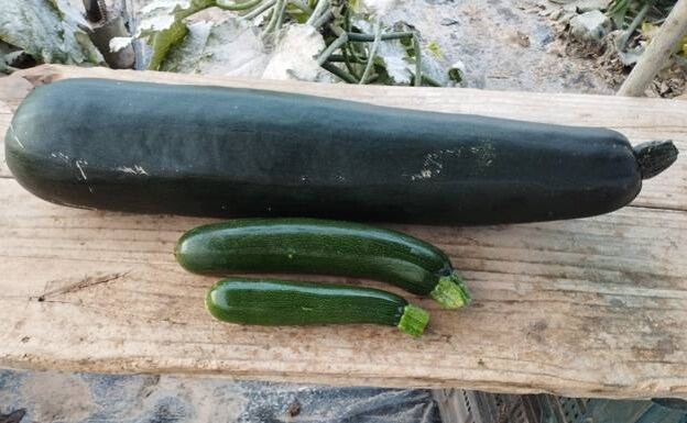 The record-breaking courgette compared to nomal size ones 