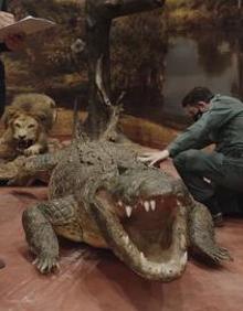 Imagen secundaria 2 - Some of the stuffed animals that were siezed by police.