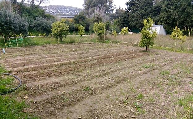 The community garden.
