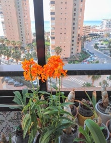 Imagen secundaria 2 - Aleksey's 'Orchid House'. 