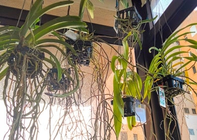 Imagen secundaria 1 - Aleksey's 'Orchid House'. 