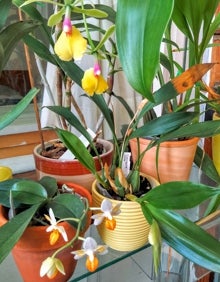 Imagen secundaria 2 - Orchids bloom in April. 