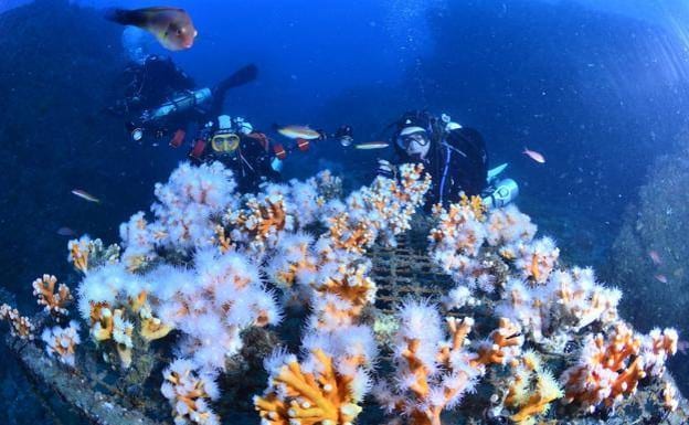 Divers start to repopulate La Herradura corals