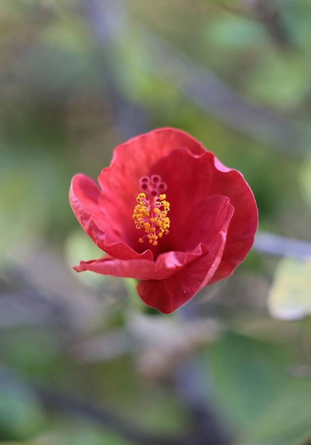 Explosion of colours and scents in Malaga's parks and gardens. 