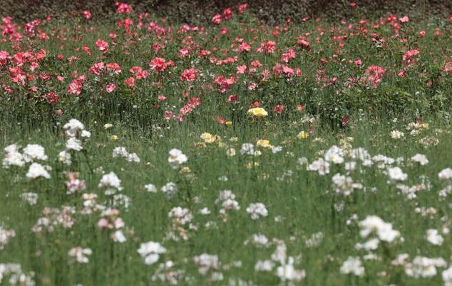Explosion of colours and scents in Malaga's parks and gardens. 