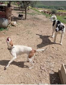 Imagen secundaria 2 - Three people investigated for keeping goats and 22 dogs in &#039;terrible conditions&#039; in Guadalhorce valley