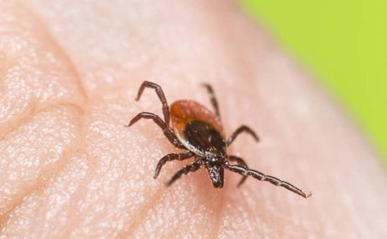 Warning from experts in Spain that ticks are an increasing health threat