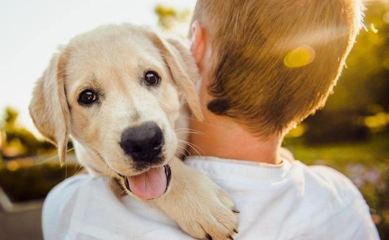 Torremolinos to host series of activities to mark World Dog Day