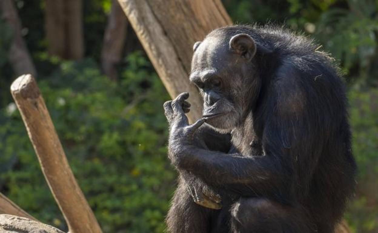 Julieta, the chimpanzee rescued from a life of performing for tourists on the Costa del Sol in the 1970s