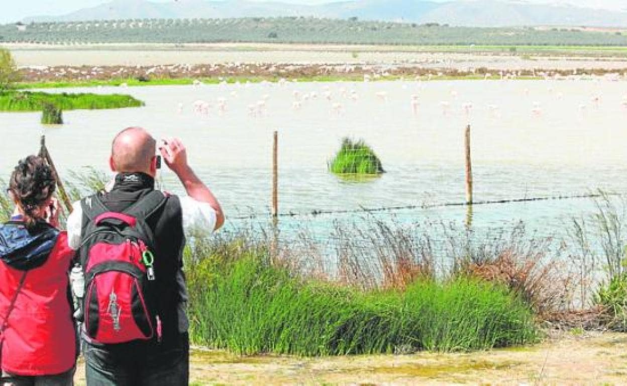 Andalucía is positioned as the leading region in Spain for ornithological tourism. 