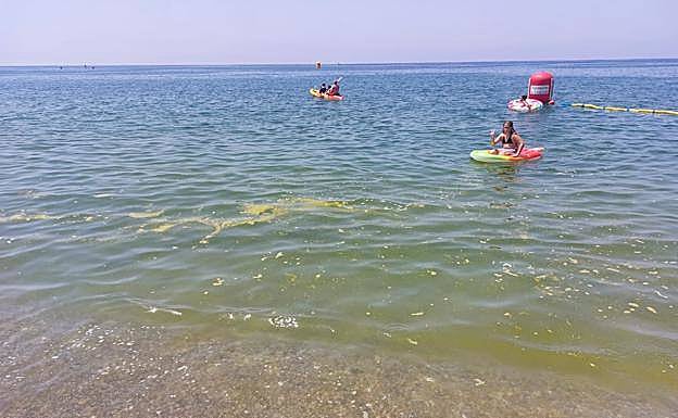 The green patch near the shore on Salobreña beach 