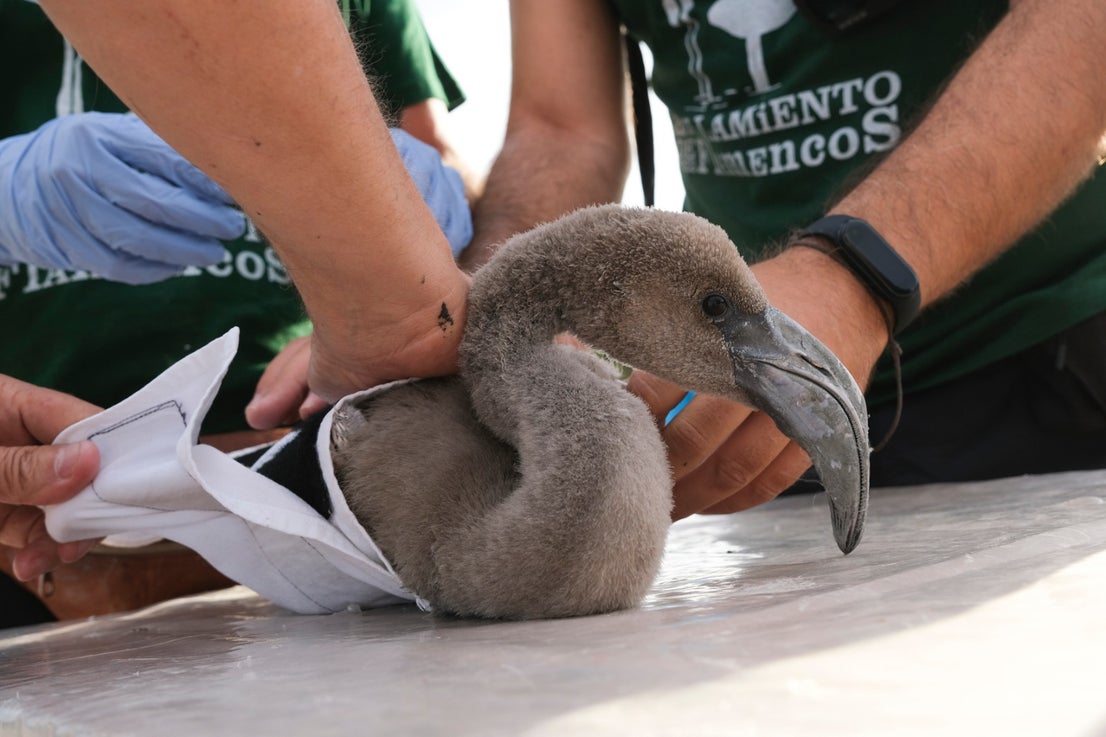 Thanks to the rainfall in March, the lagoon had a water level of 42 cm at the beginning of April, which made it possible to house more than 8,700 pairs and a total of 3,764 chicks, of which 600 were ringed last Saturday 
