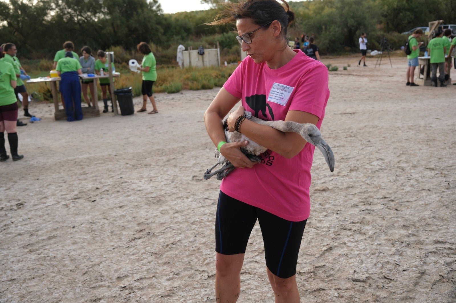 Thanks to the rainfall in March, the lagoon had a water level of 42 cm at the beginning of April, which made it possible to house more than 8,700 pairs and a total of 3,764 chicks, of which 600 were ringed last Saturday 