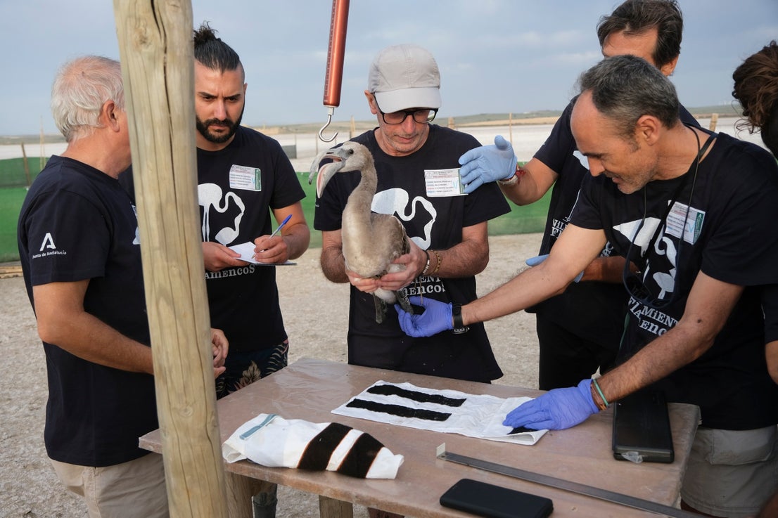Thanks to the rainfall in March, the lagoon had a water level of 42 cm at the beginning of April, which made it possible to house more than 8,700 pairs and a total of 3,764 chicks, of which 600 were ringed last Saturday