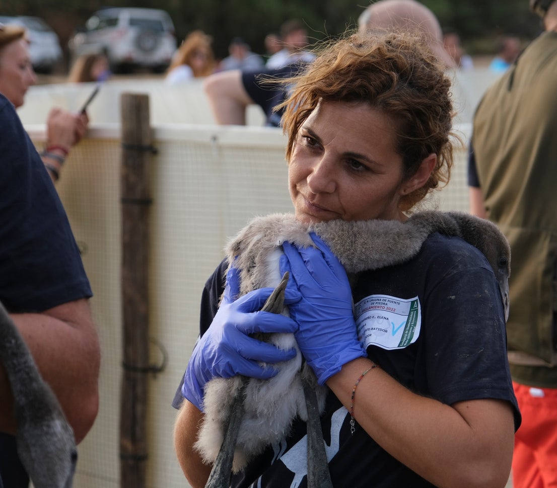 Thanks to the rainfall in March, the lagoon had a water level of 42 cm at the beginning of April, which made it possible to house more than 8,700 pairs and a total of 3,764 chicks, of which 600 were ringed last Saturday